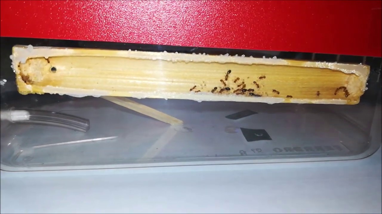 Temnothorax aveli - Episodio 1
