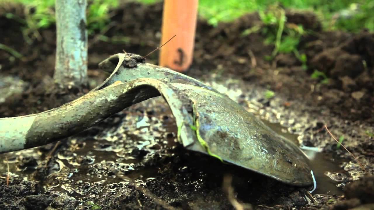 TreePeople - Cómo Regar un Árbol