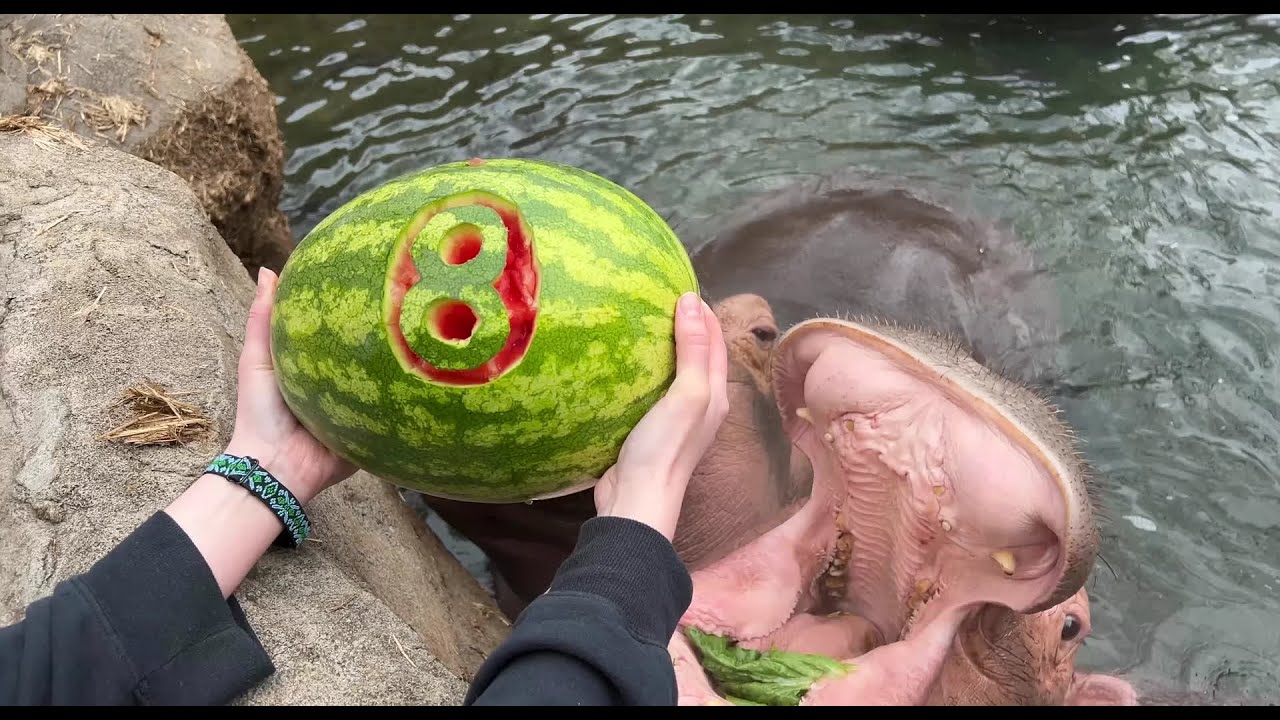 Fiona the hippo enjoys a treat for her birthday