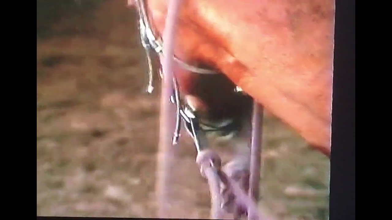 Ray Hunt on bridling for the 