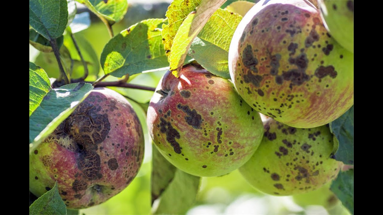 Асколокулярные грибы