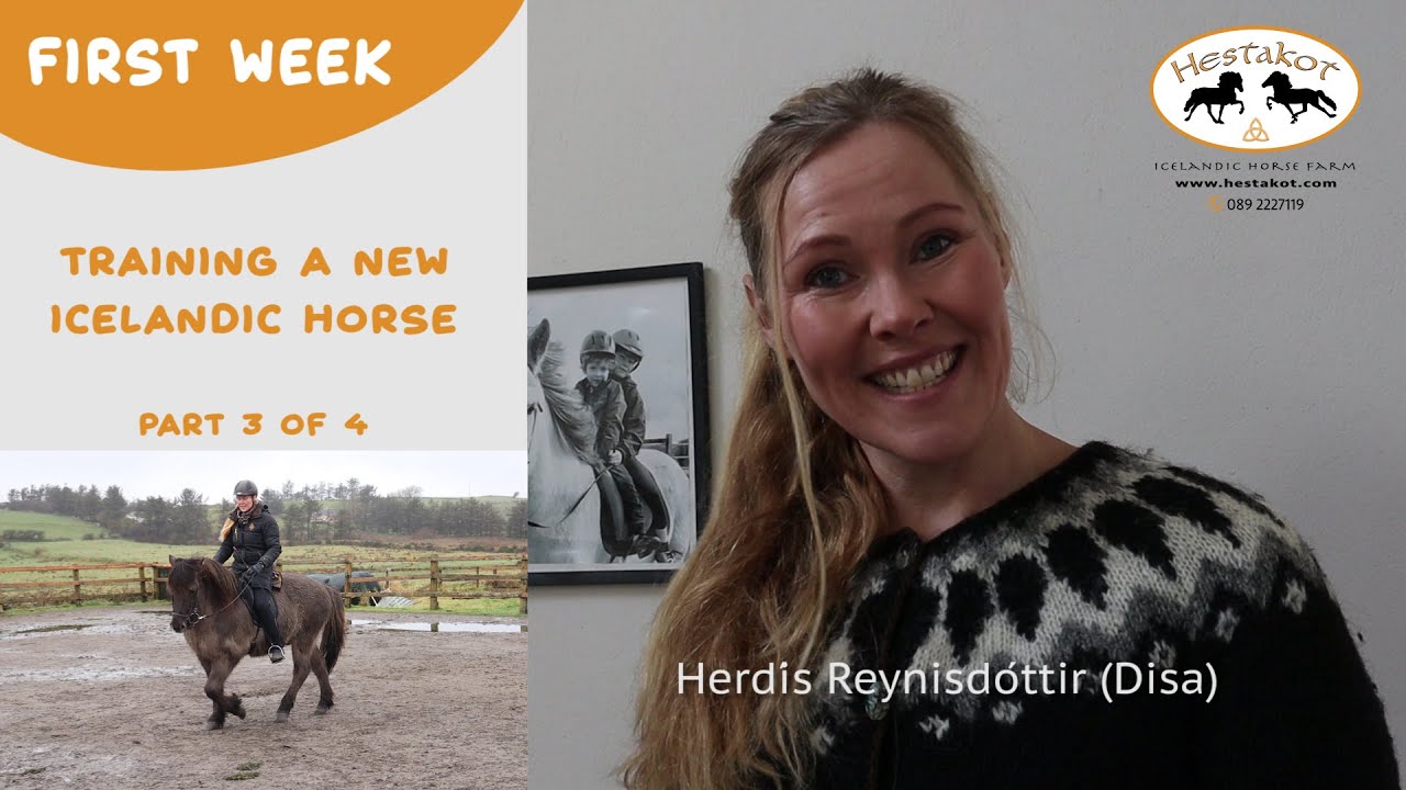 First Week of Training A New Icelandic Horse - Part 3