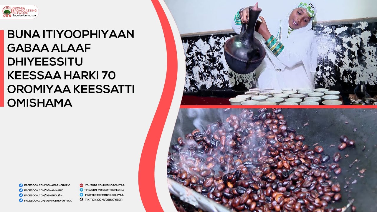 Buna Itiyoophiyaan gabaa alaaf dhiyeessitu keessaa harki 70'n Oromiyaa keessatti omishama.