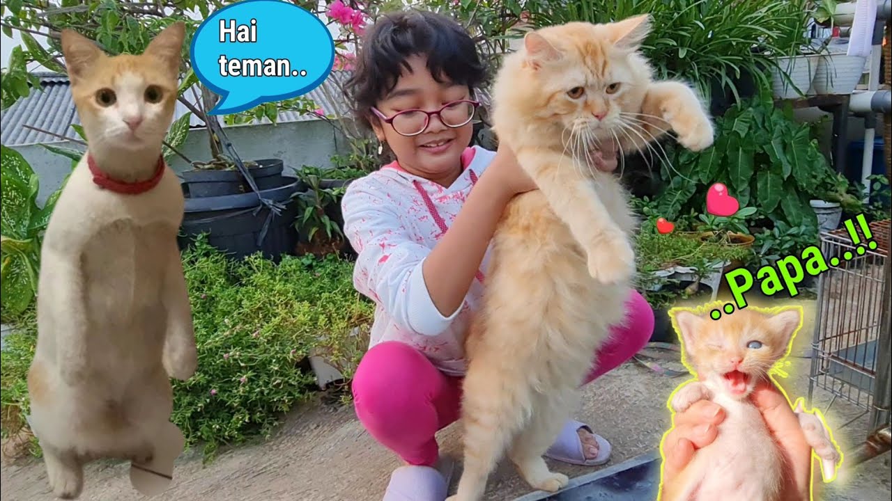 Daily Hanum 💞 Bermain Bersama Kucing Kesayangan 🐈 Reaksi Kucing Molly Pertama Kali Ketemu anaknya