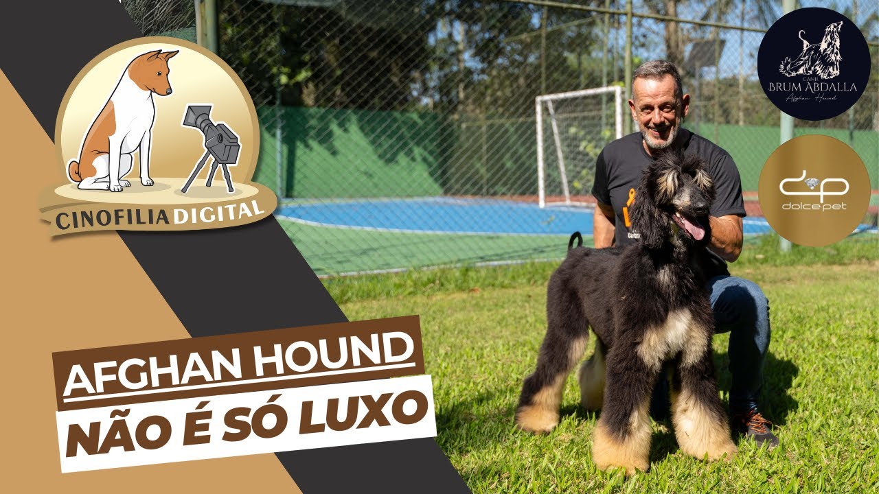 Afghan Hound e toda sua magia | Com Toni Brum | Cinofilia Digital