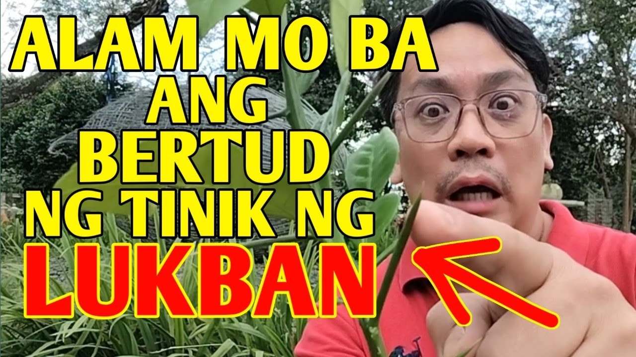 TINIK NG LUKBAN, ITO PALA ANG BERTUD NITO... 