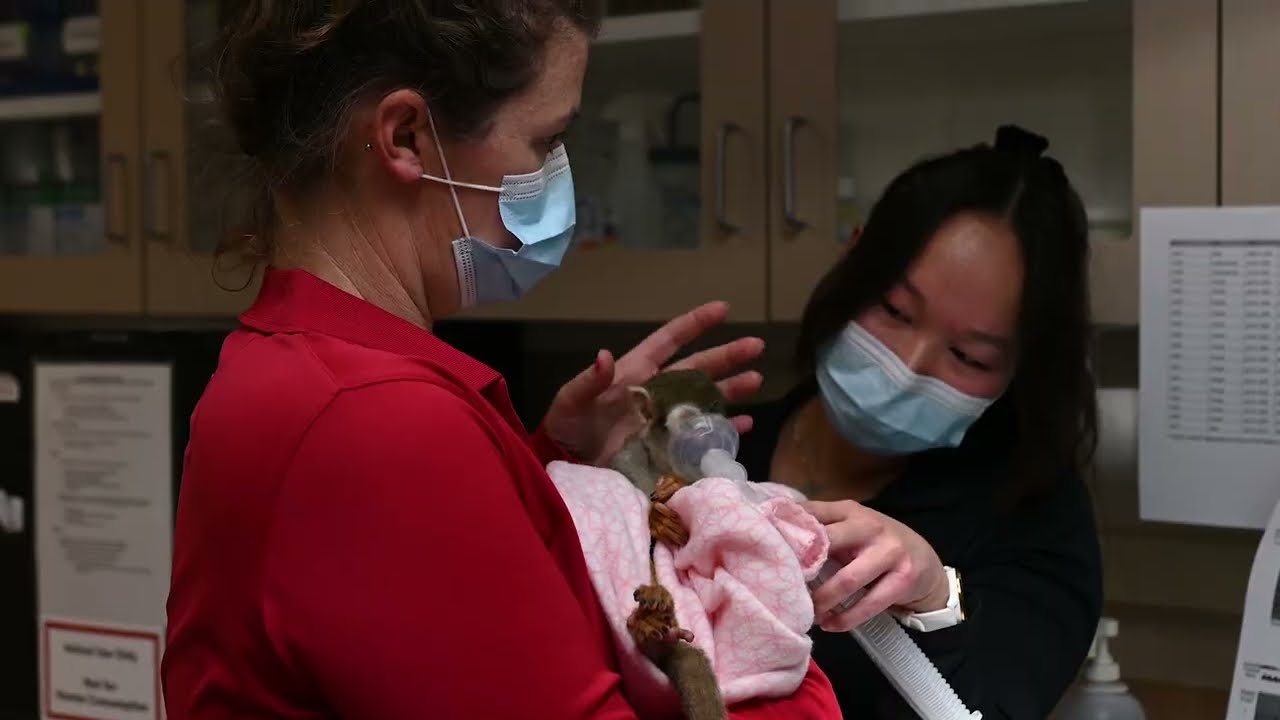 Squirrel Monkey Annual Health Exams 2024