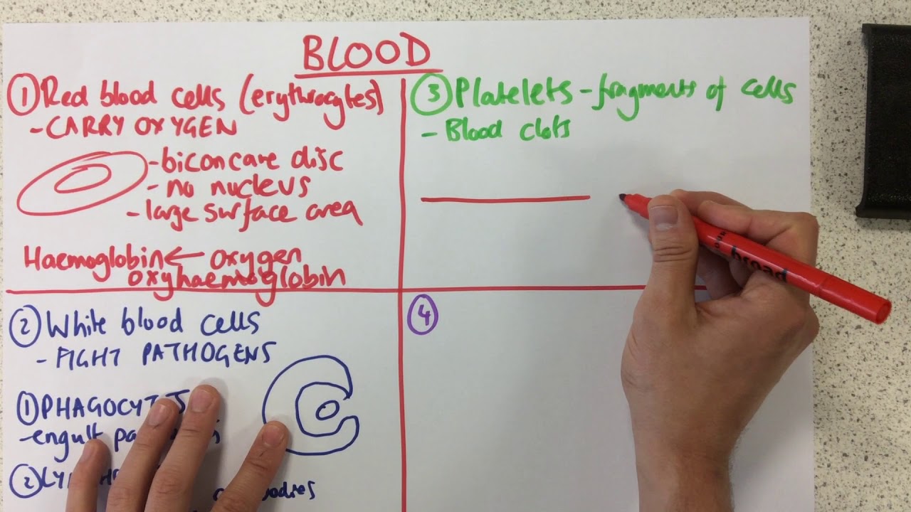 Blood - p61 (Foundation p59)