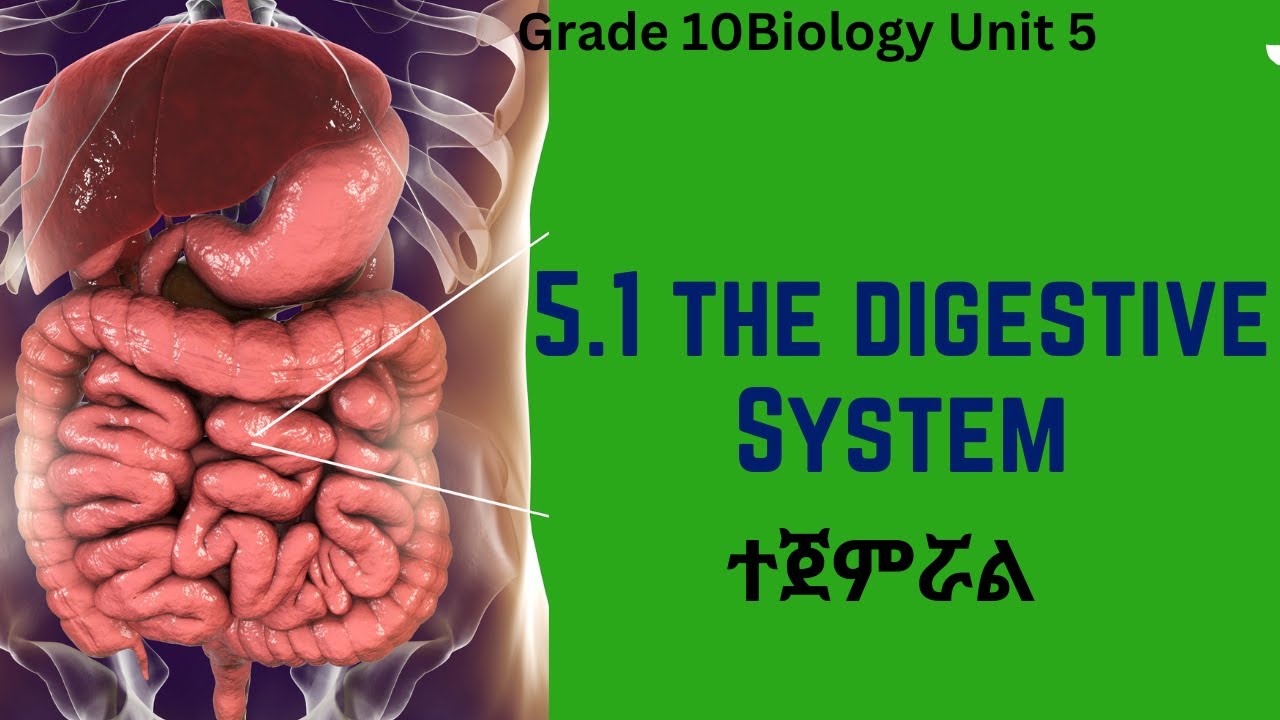 Grade 10 Biology Unit 5: 5.1 The Digestive System | Saquama