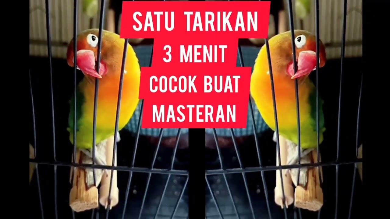 Lovebird sekali narik 3 menit cocok untuk masteran #lovebird #lovebirdfighter #lovebirdpaud #murai 