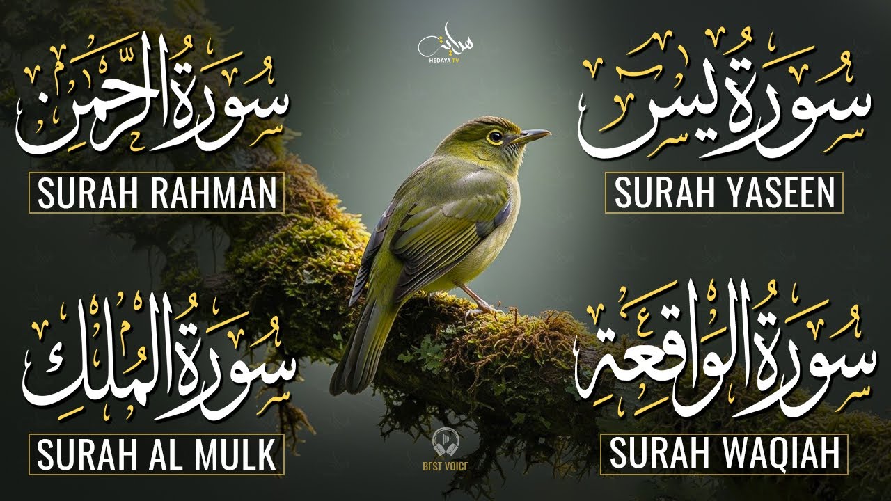 Magical Recitation Surah Yaseen (Yasin) | Surah Rahman | Surah Waqiah | Surah Mulk