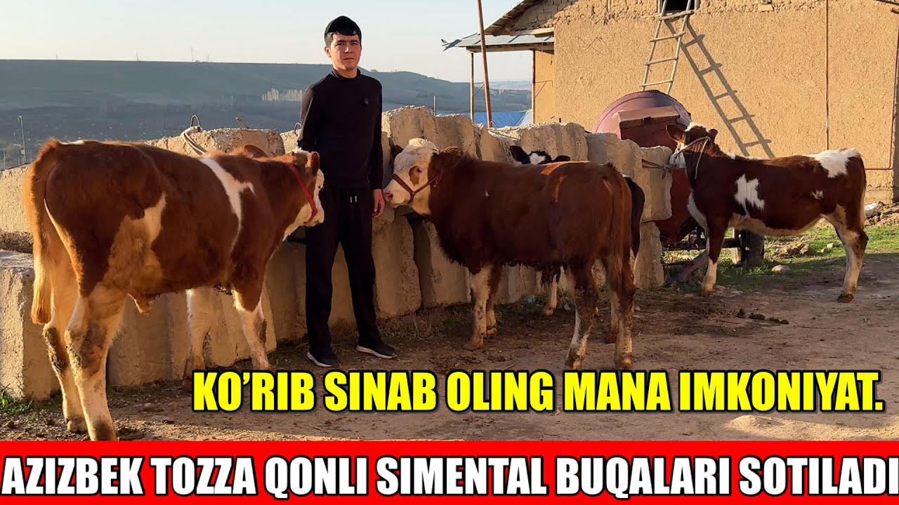 TOZZA QONLI SIMENTAL BUQACHALARI SOTILADI.