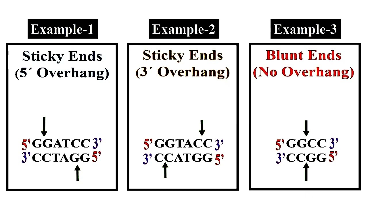 Sticky Ends and Blunt Ends Restriction Enzymes