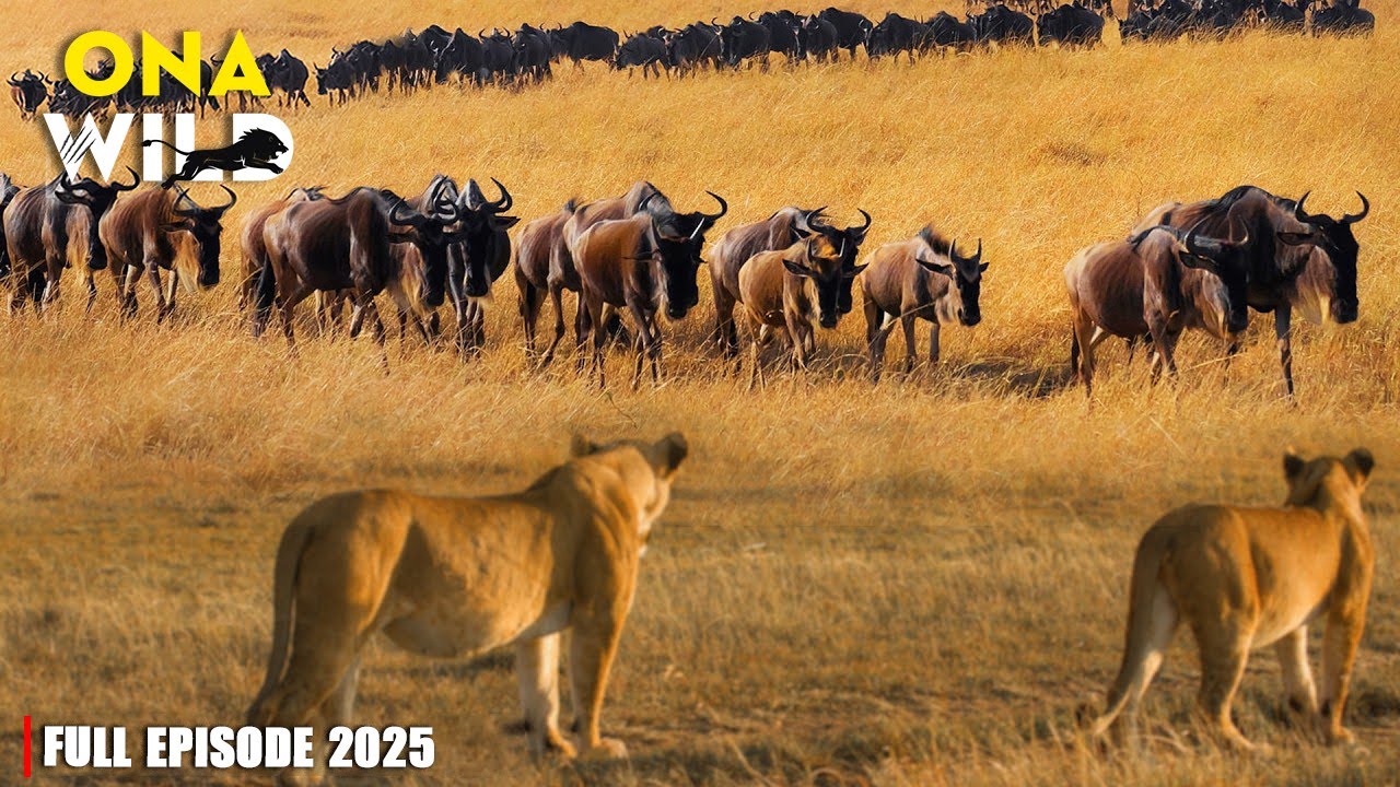SAVANA SELVAGEM | Perigos Mortais e Aventuras da Grande Migra&ccedil;&atilde;o Africana | #Animais Selvagens