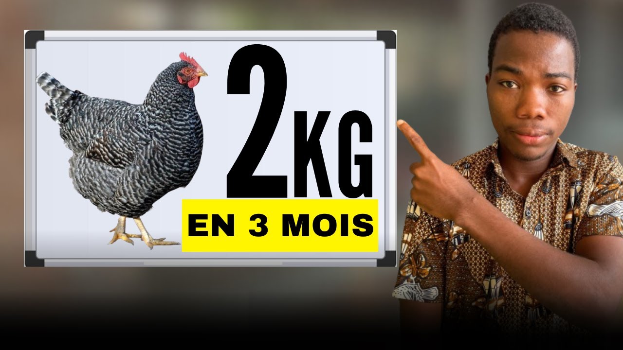 Secret pour obtenir rapidement le poids en élevage de poulet Goliath