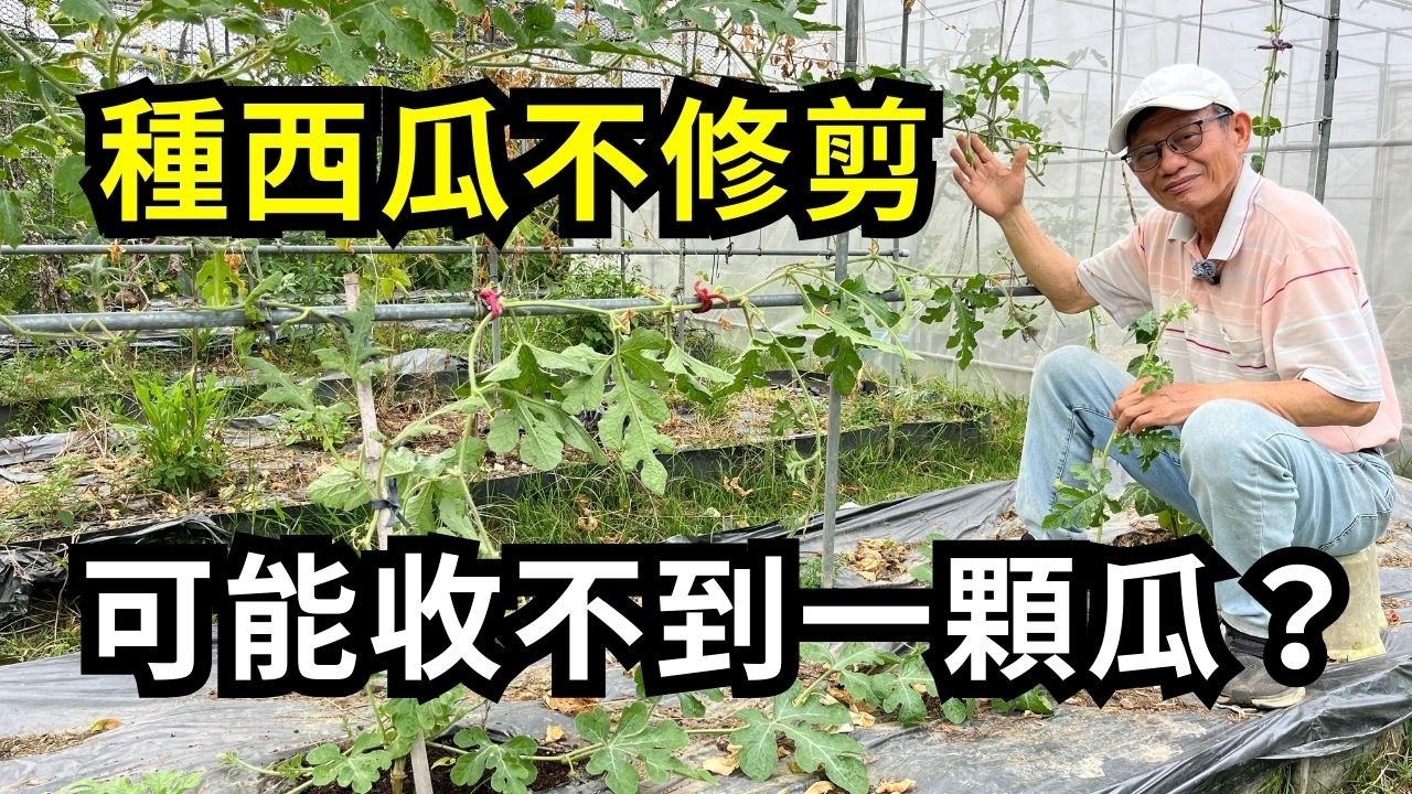 種西瓜要剪枝摘心嗎?留多少側蔓?什麼時候摘心?如何修剪藤蔓?西瓜整枝牽引心得分享| 阿星種植