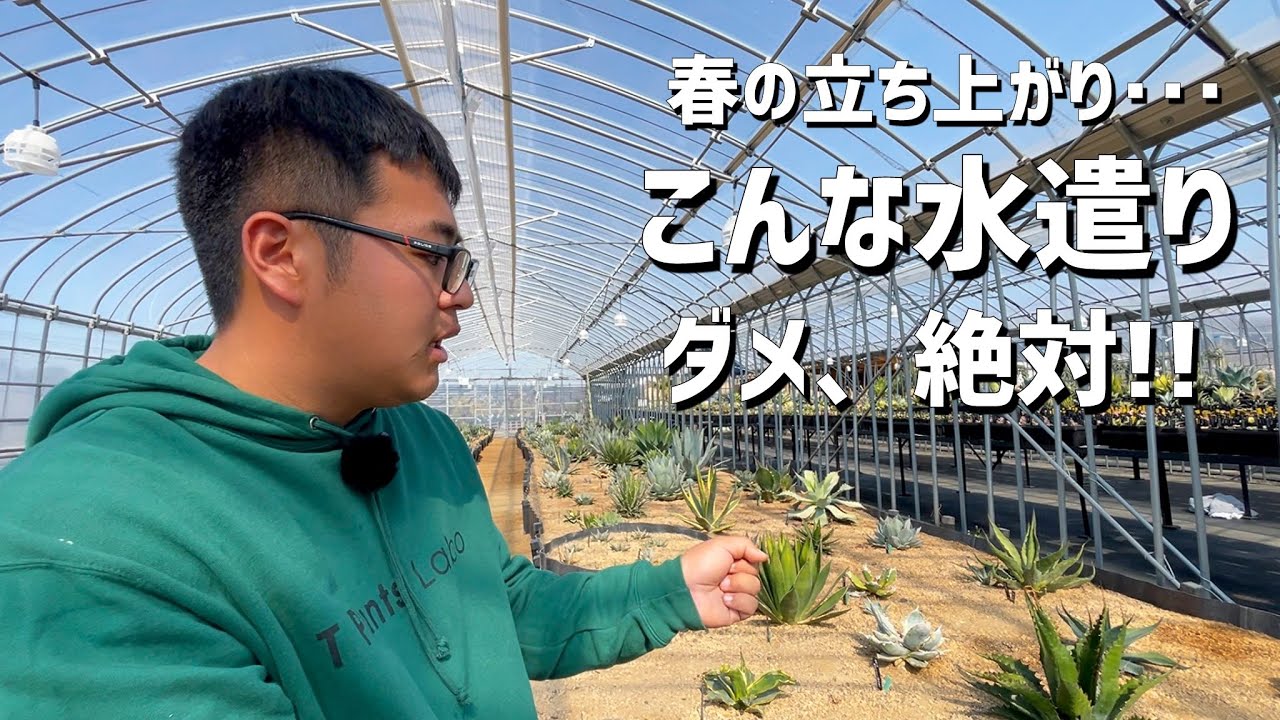 【アガベ】冬から春にかけての