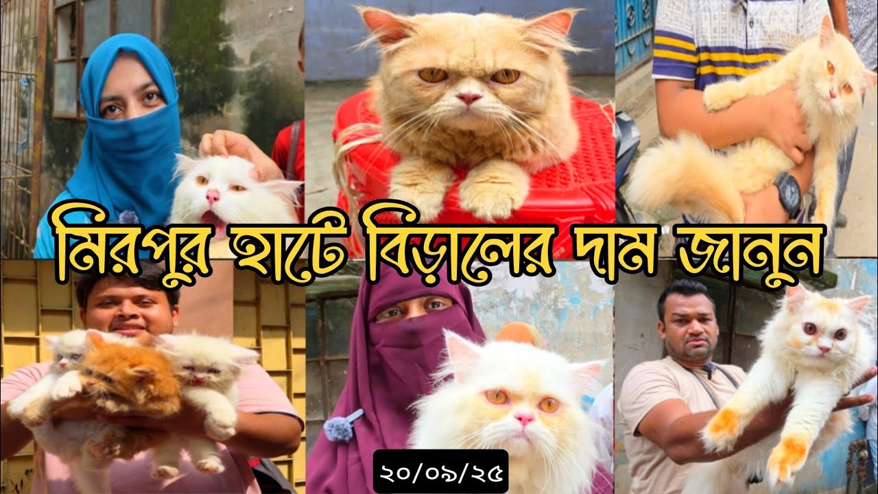 মিরপুর হাটে বিড়ালের দাম জানুন, ২০/০৯/২৫ #cat #birdsmarket #মিরপুর #yourcat 