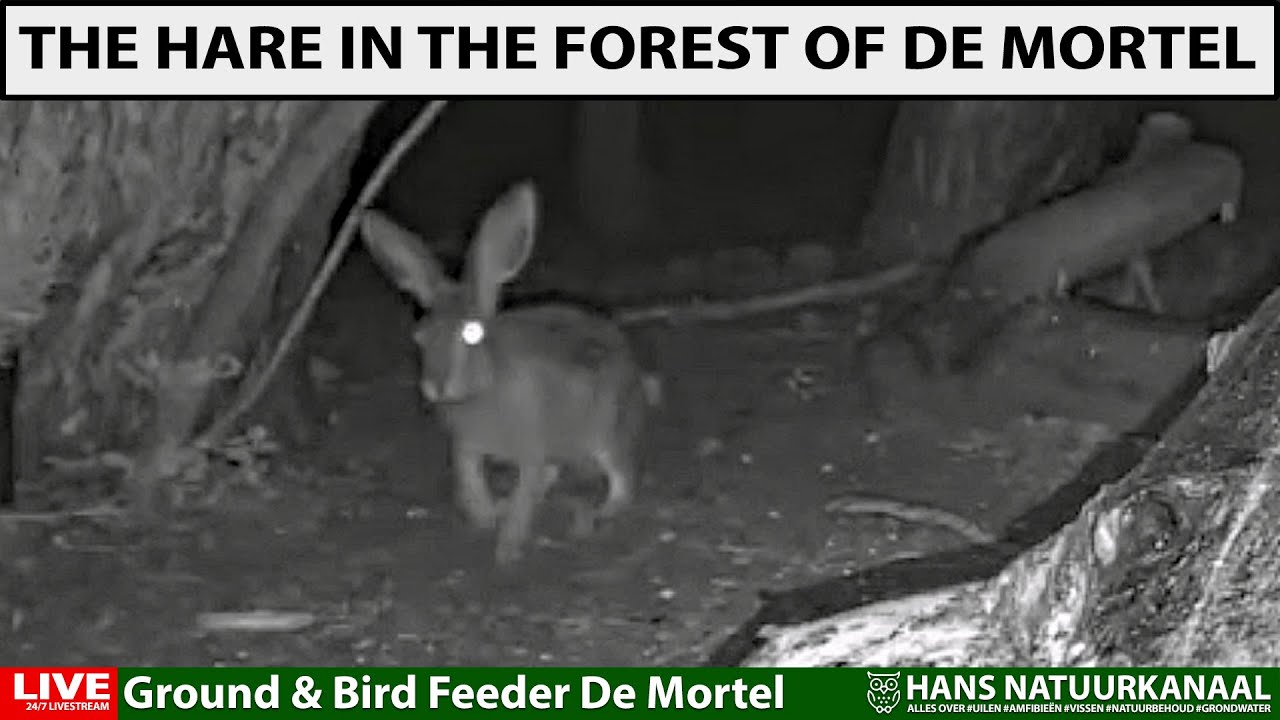 De Haas in het bos van De Mortel