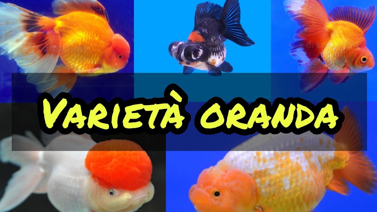 Le variet&agrave; degli oranda pi&ugrave; particolari e belle in un solo video. Di che variet&agrave; &egrave; il tuo pesce ?