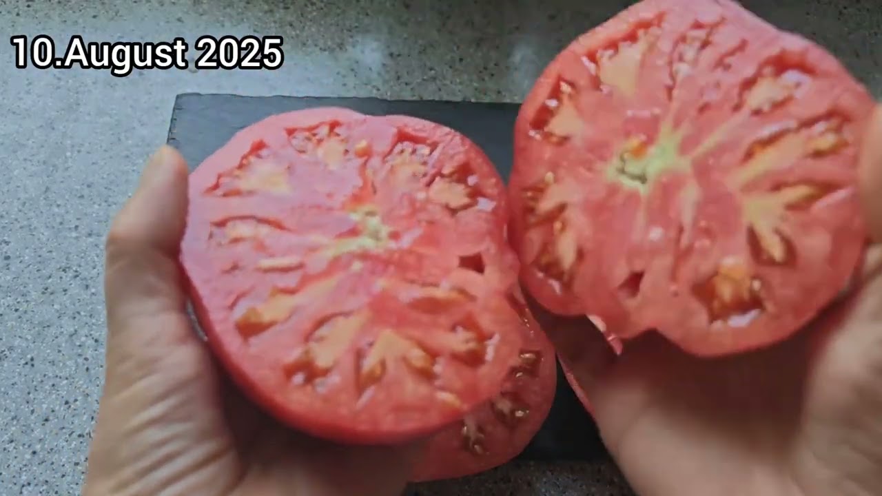 🍅Tomaten Sorten'25🍅Sorte MINUSINSKIJ BALUEV Rosa und Orange, Anfrage zu Samen 017649864186