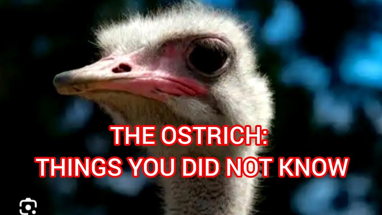 The Ostrich: Earth's Largest and Heaviest Bird