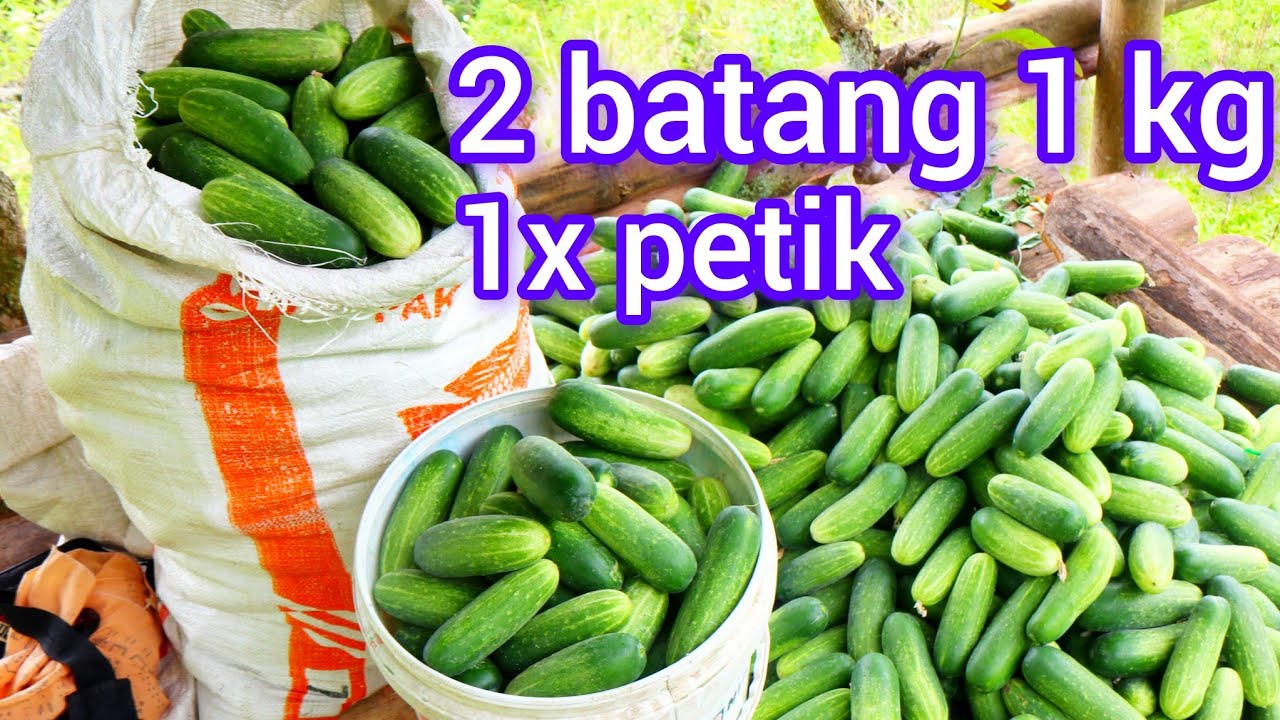 panen timun  sekali petik 150 kg dari 300 batang.   semi f1
