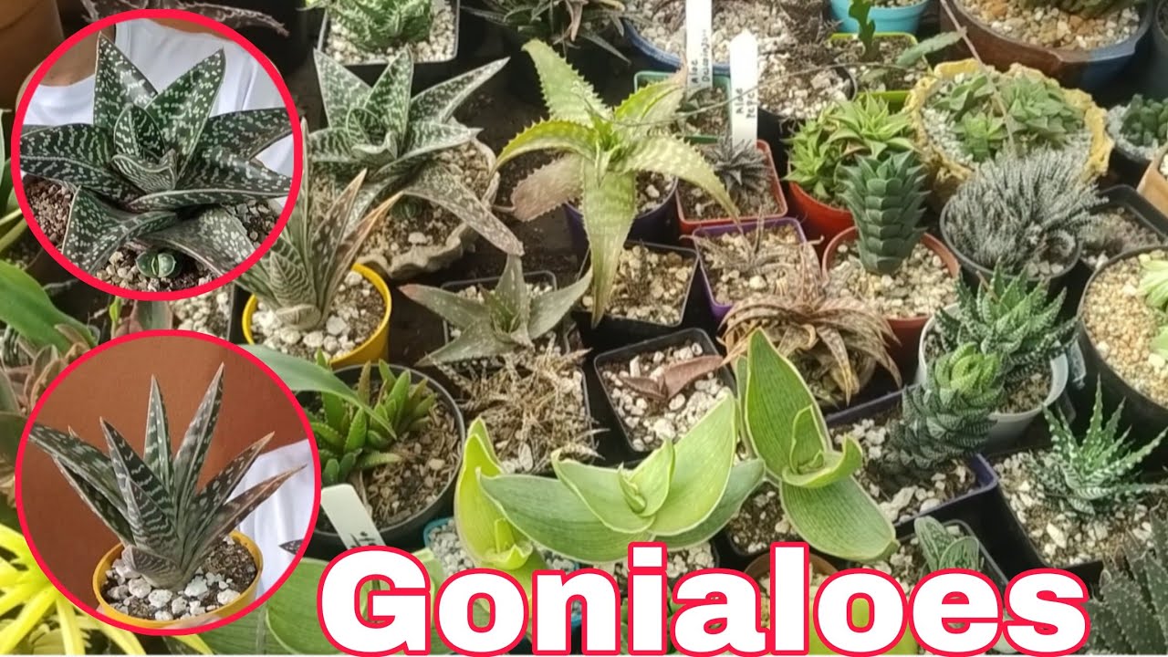 Cuidados del aloe variegata ( gonialoes)