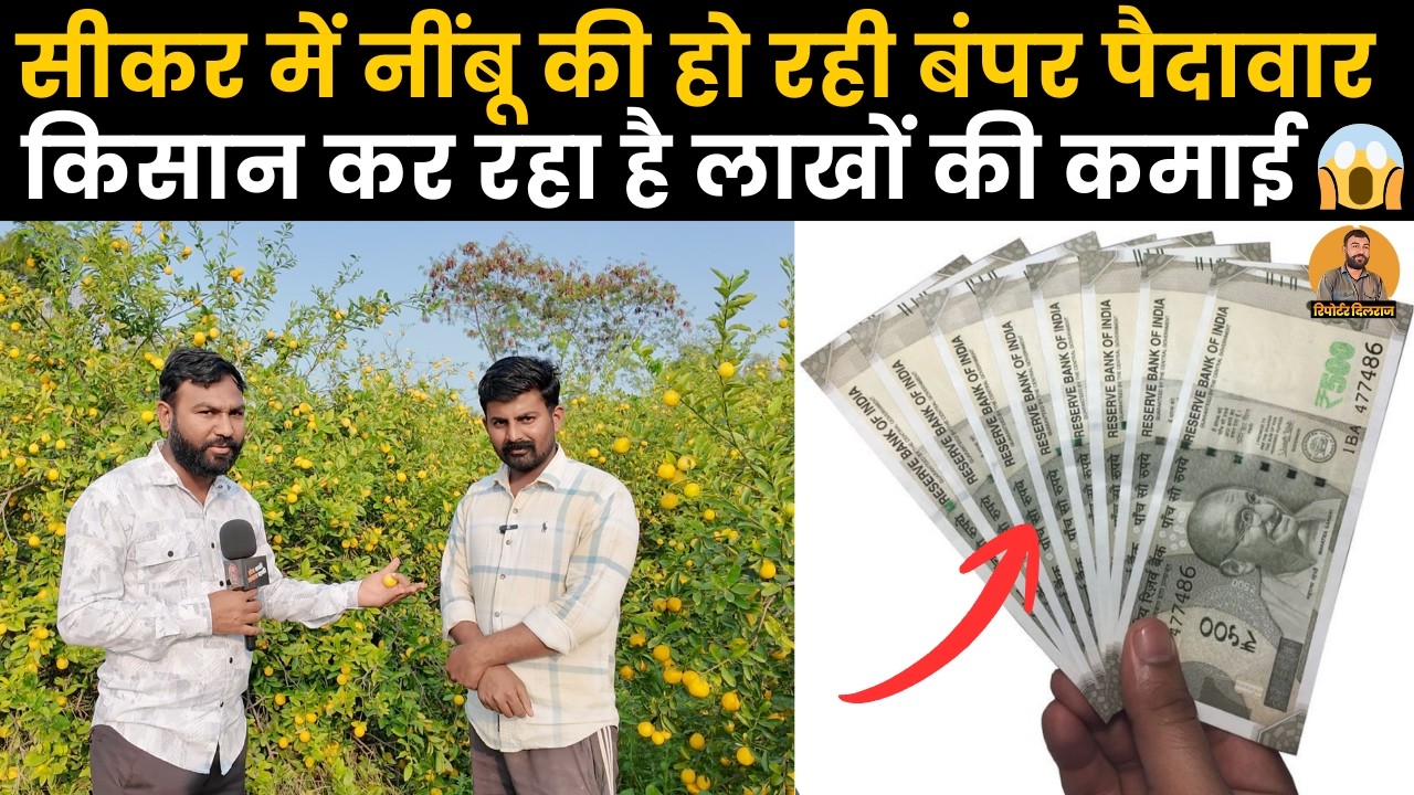 नींबू की खेती से सीकर का किसान बन गया लखपति, देखें कैसे कर रहा बंपर पैदावार~