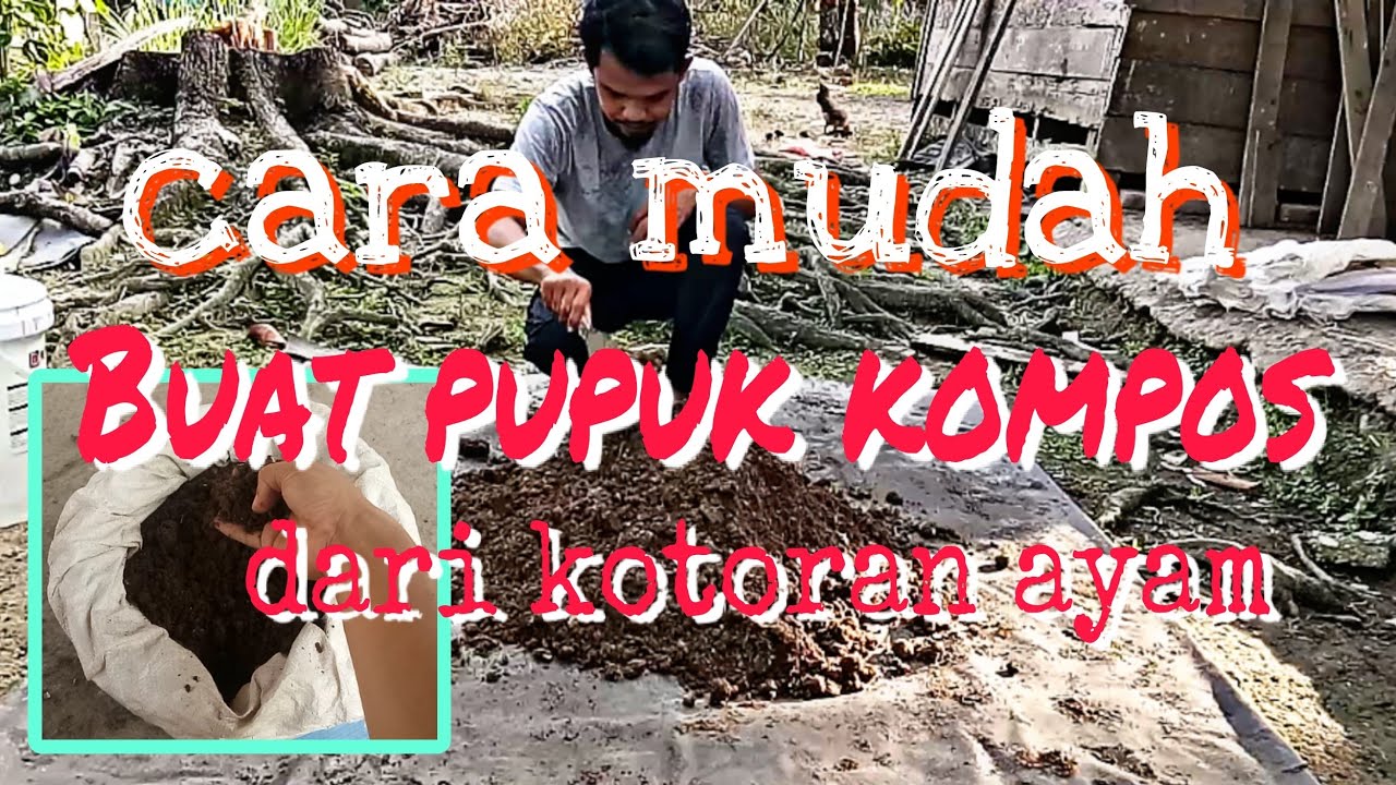 Ubah kotoran ayam menjadi pupuk kompos dengan cara yang mudah #pupukkompos #pupukorganik #pupuk