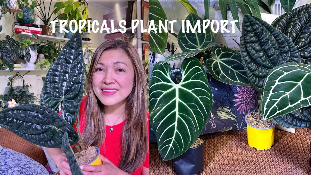 TROPICALS PLANT UNBOXING | MY FIRST IMPORT💚🌱🍃