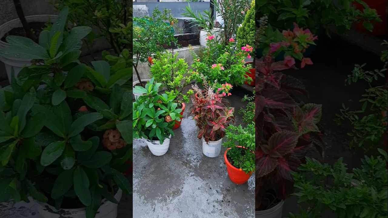 terrace garden overview part 35 |  #gardening#terracegarden #flowers #plants #nature
