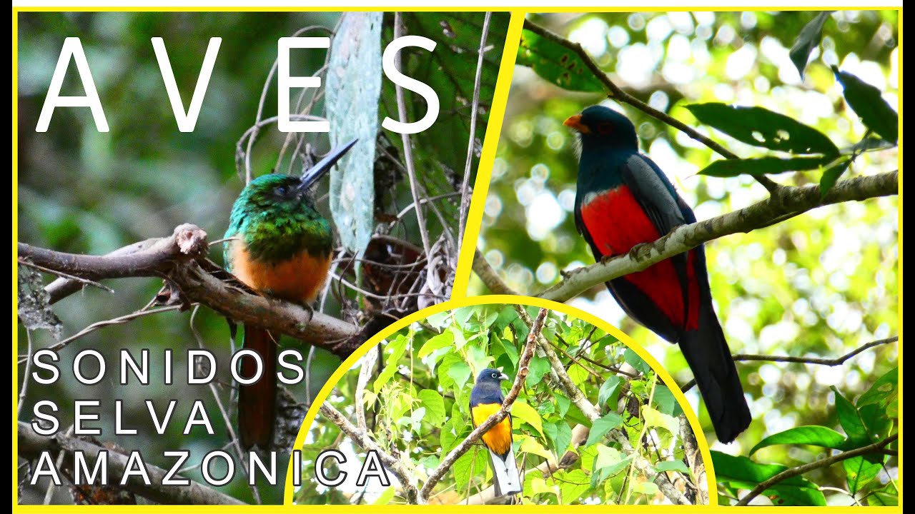 AVES en la NATURALEZA SELVA AMAZONIA / UCAYALI PERU