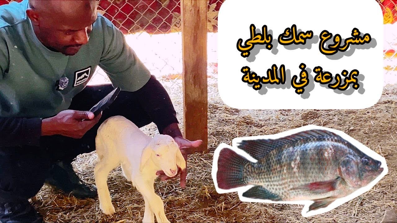 مشروع سمك  🐟 البلطي في المدينة المنورة  وطريقة التربية 👍✨