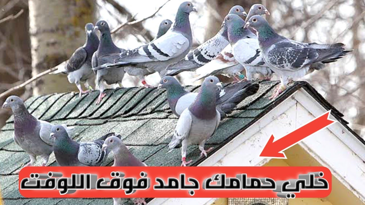 ازاي نخلي الحمام الزاجل سريع فوق اللوفت