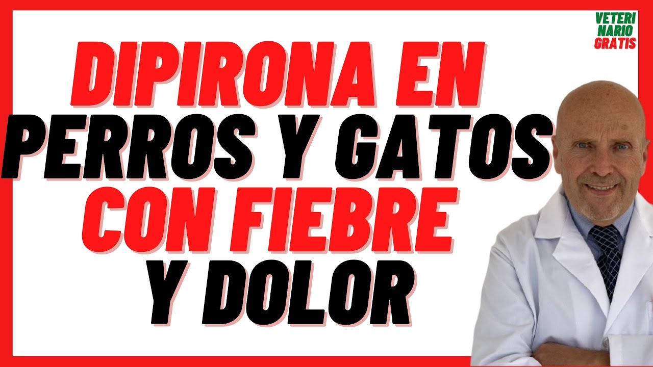 🟠 DIPIRONA, Metamizol o Nolotil 🟠 Antiinflamatorio para la Fiebre y Dolor 🟠 en Perros y Gatos Dosis