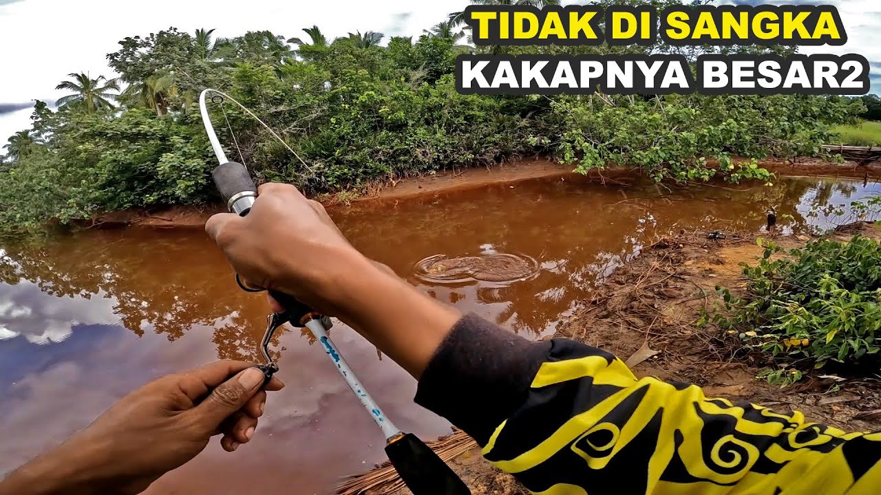 Mancing Di Spot Pinggir Jalan Dapat Banyak Ikan Barramundi / kakap putih