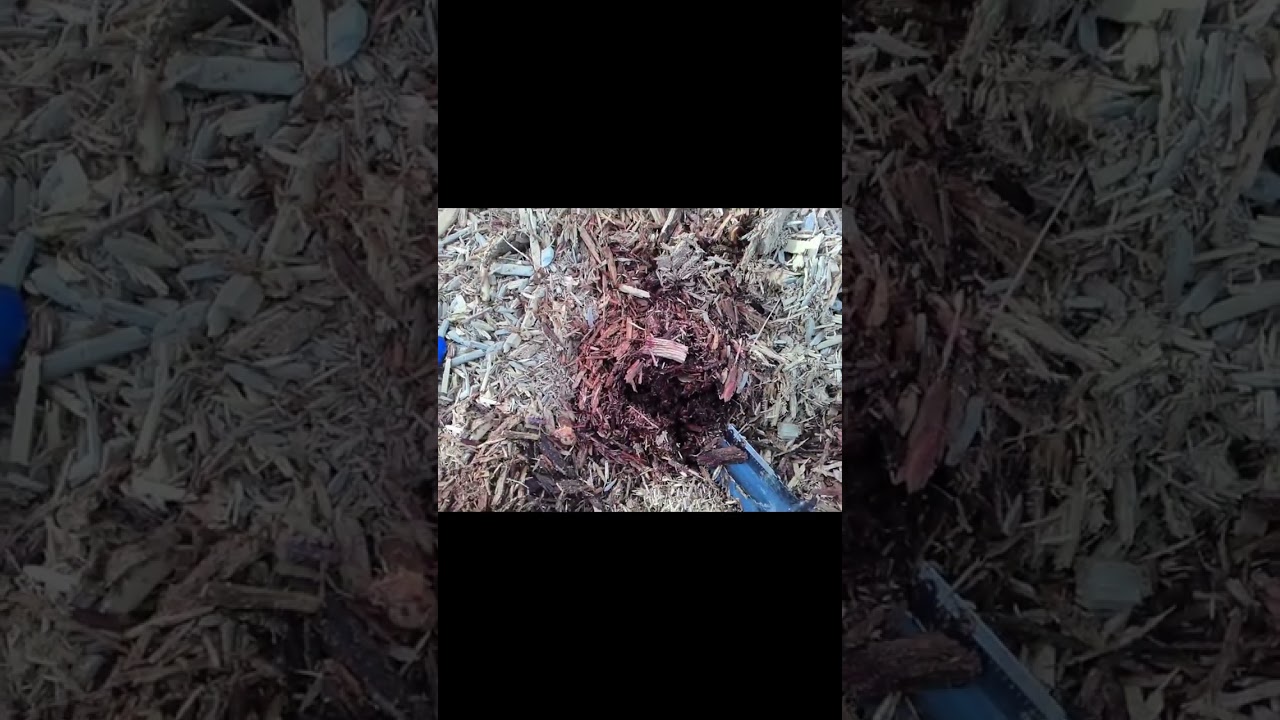 Saturday Metal Detecting 