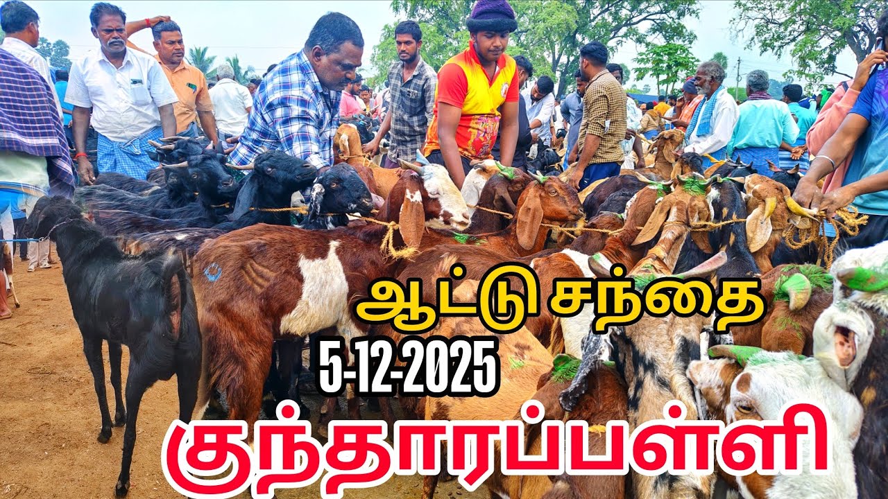 5-12-2025 kundarapalli Friday goat market Krishnagiri district price details in tamilnadu 