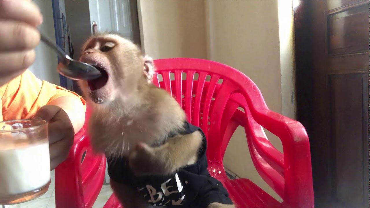 Monkey Mynu Eat Peanuts And Drink Milk With A Spoon