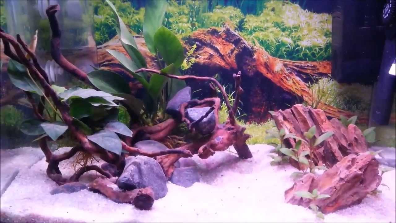 37 litre Shrimp tank New eheim corner 60 filter