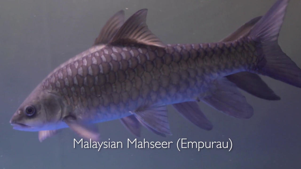 Mahseer Fish Malaysia (Empurau) from A FARM AGROTECH Sdn Bhd