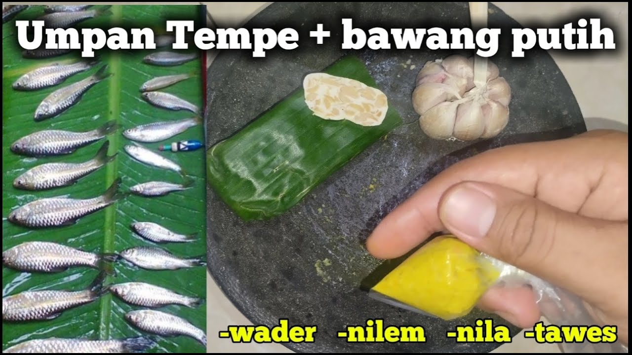 Terbukti !! Racikan umpan jitu tempe + bawang putih || mancing micro fishing #wader