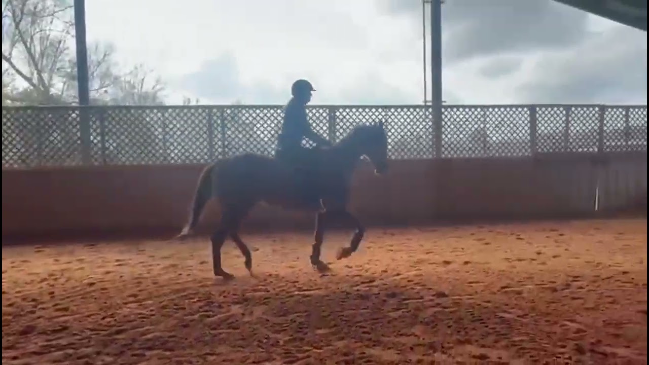 Country Humor - Adoptable Thoroughbred from our Louisiana Facility