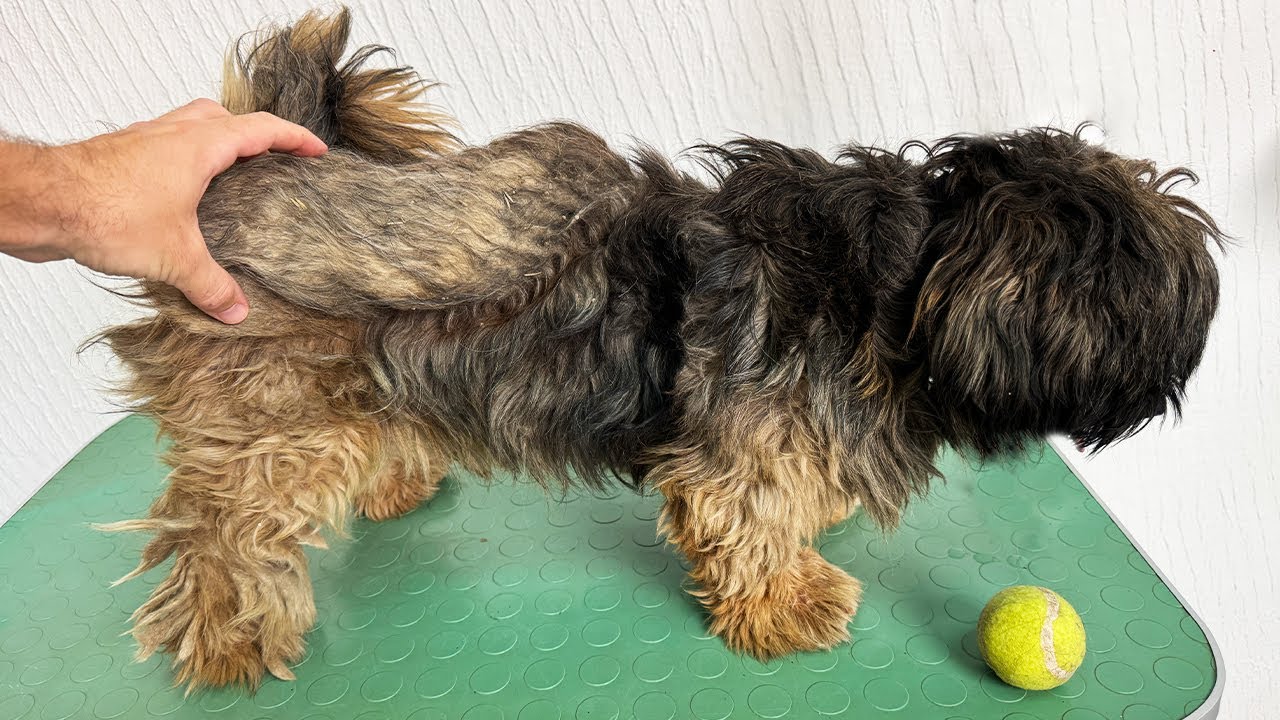 Grooming a Dog With WEIRD THING ON HIS BACK