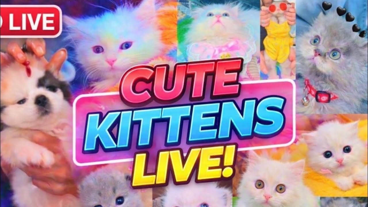 Cute   kitten 🐾 Live 🤩 [ 1 ]