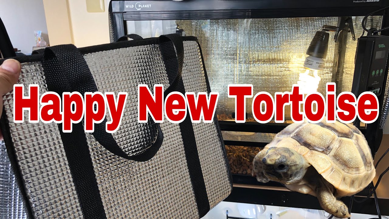 Unboxing a New Tortoise! (Super white Ibera Greek Tortoise)イベラギリシャリクガメのお迎え