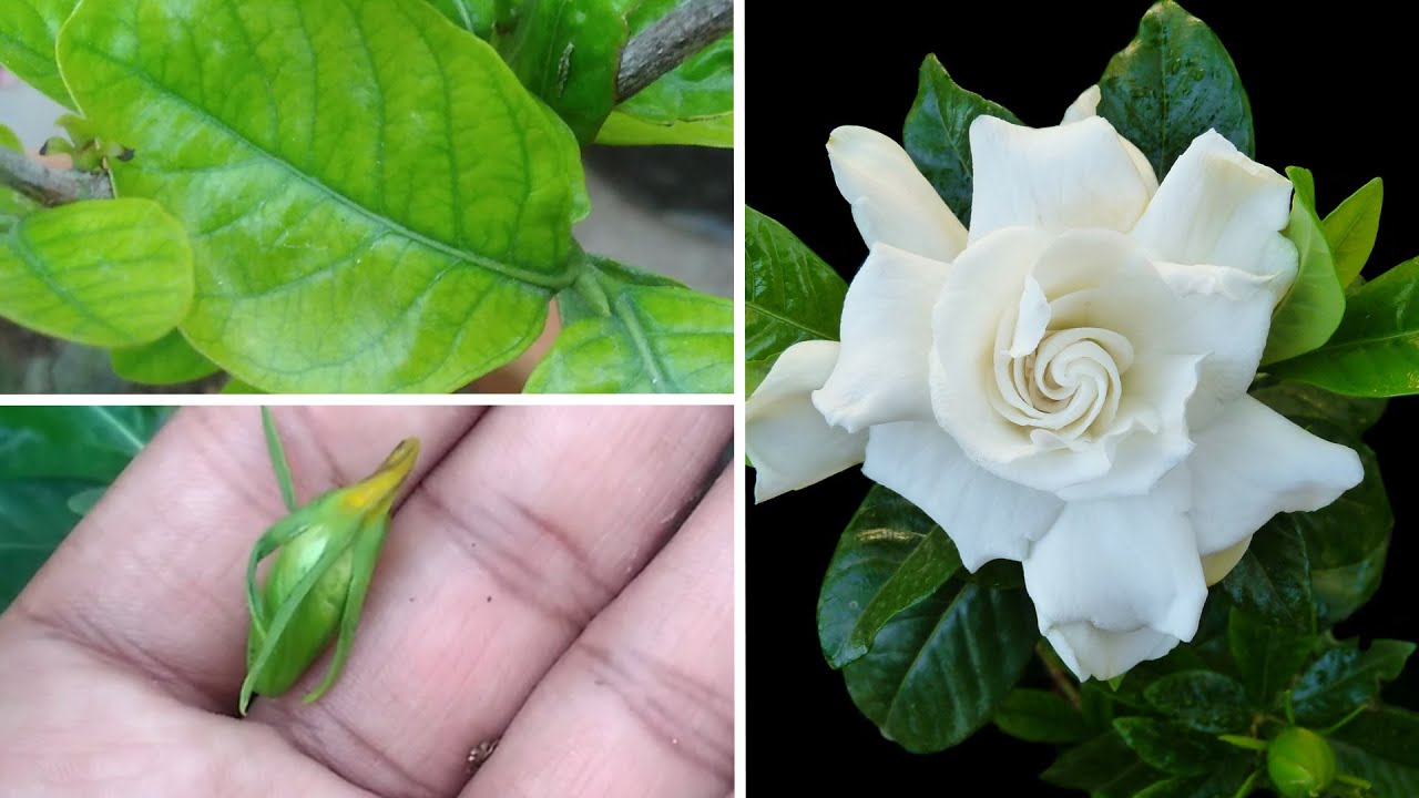 क्यों गंधराज का पत्ता पिला होता है,कली क्यों गिरती है । पूरी जानकारी ।gardenia flower plant care tip