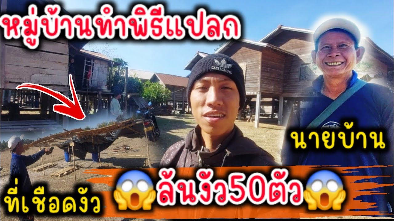 1ปีมีครั้งเดียวไม่สนบาปบุญ เชือดงัว50ตัวในวันเดียว 3 กุมภาพันธ์  2026