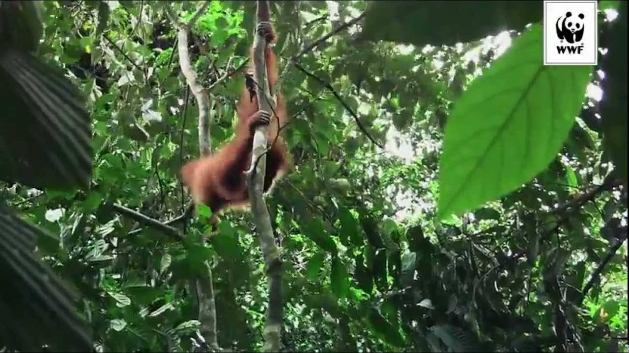 Stöd WWFs arbete för att rädda orangutangen